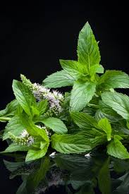 Mint Leaves (Big Bunch 20 Pc)